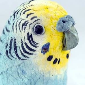 Blue Budgie